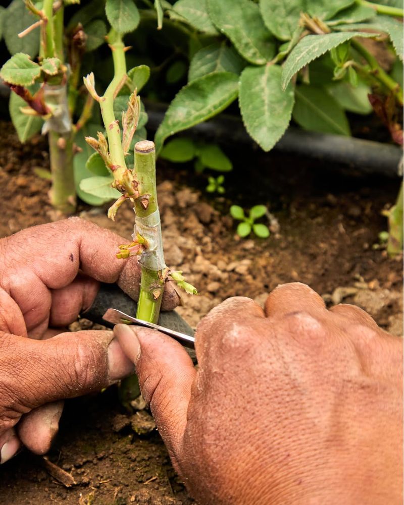 Grafting Practices Are Spreading Double-Petal Traits