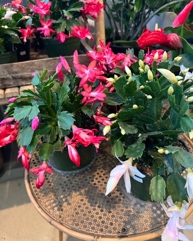 Post Bloom Care To Ensure Next Year's Flowers