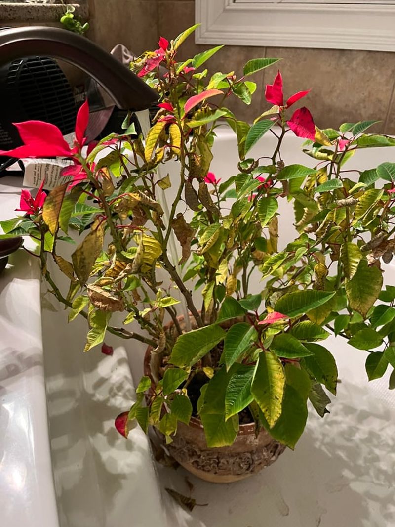 Inadequate Air Circulation Around The Plant