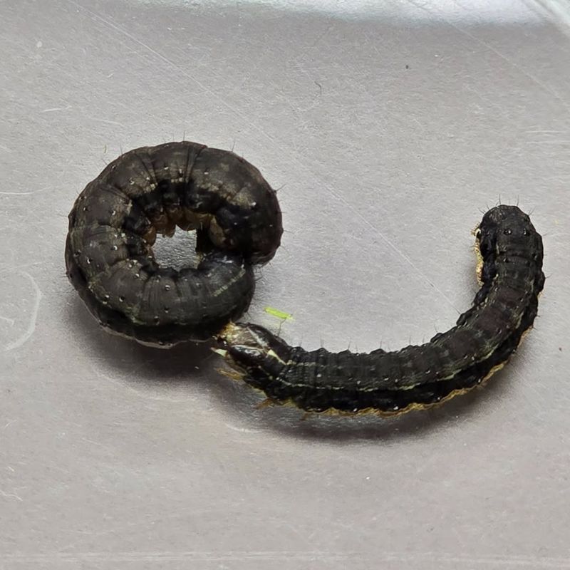 Earlier Spring Emergence Catches Farmers Unprepared