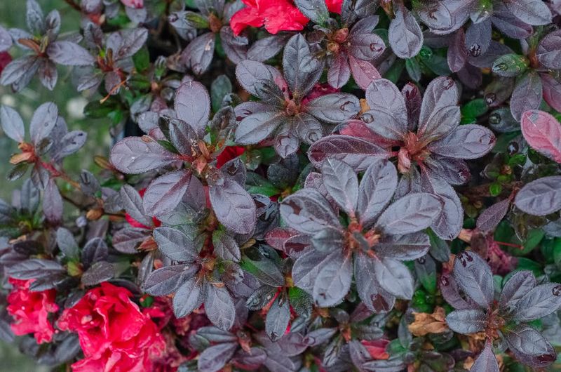 Horticultural Varieties Bred For Extended Bloom Times