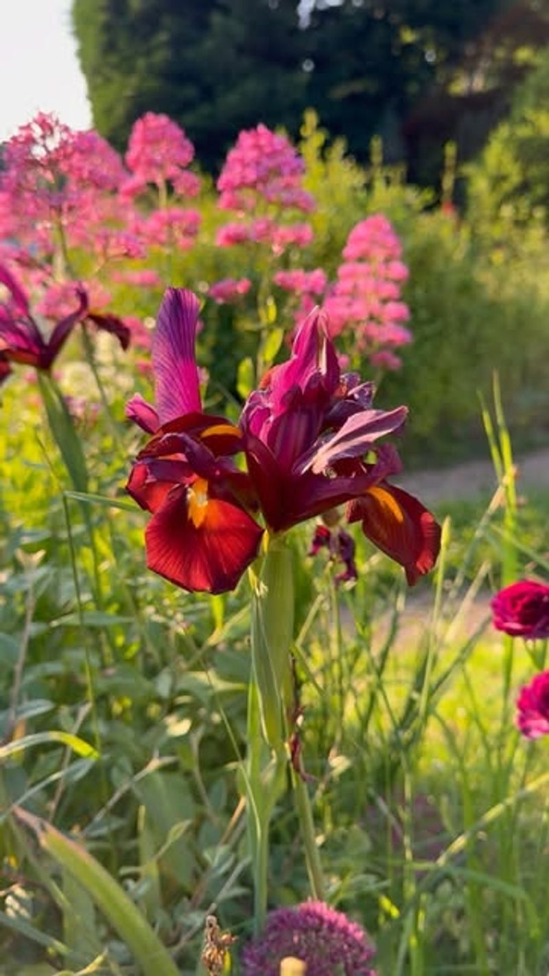 Limited Blooming Window Creates Urgency For Visitors