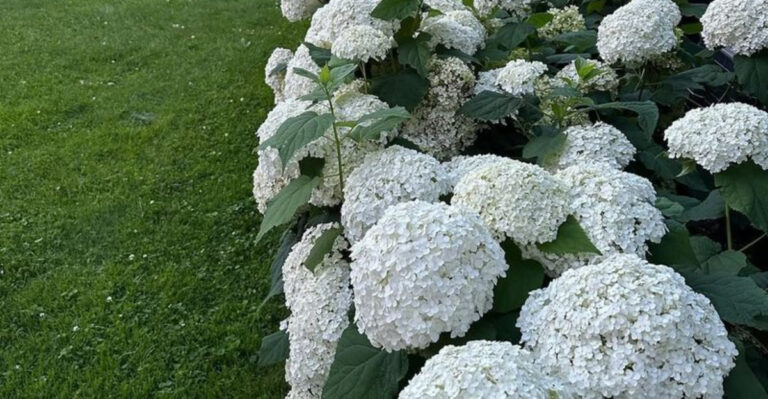 white hydrangeas