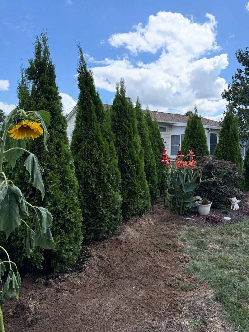 Evergreen Plantings For Privacy And Structure