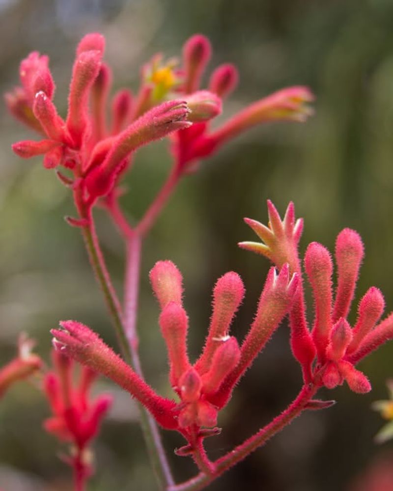 Kangaroo Paw (Anigozanthos)