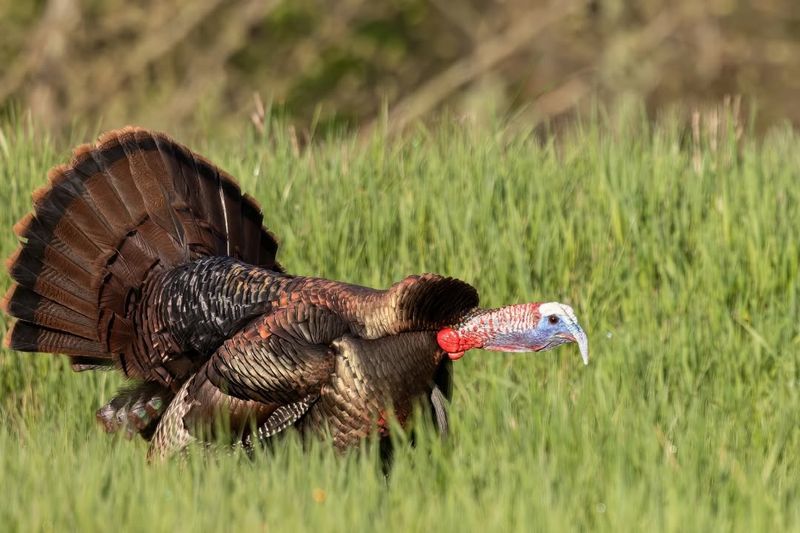 Early Morning Gobbling Or Calling Sounds