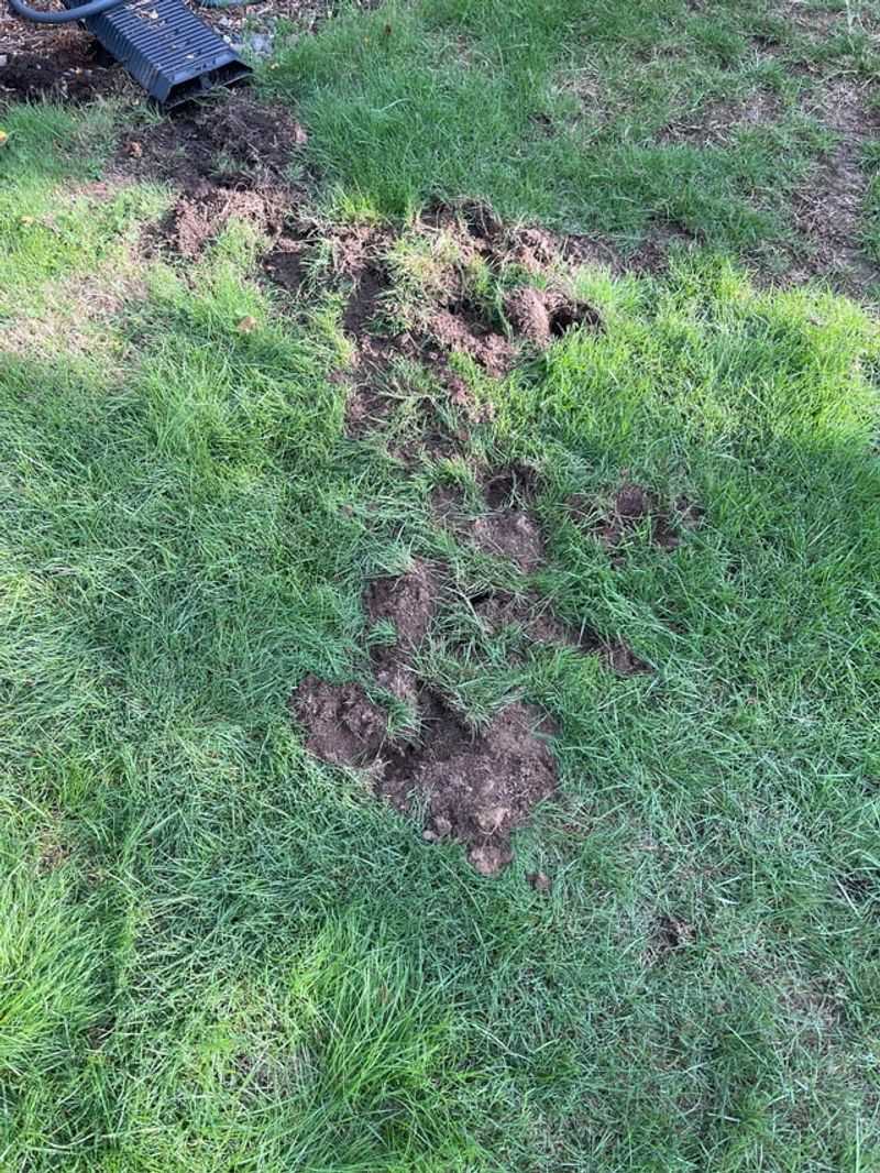 Small Cone-Shaped Holes Dug Throughout Your Lawn