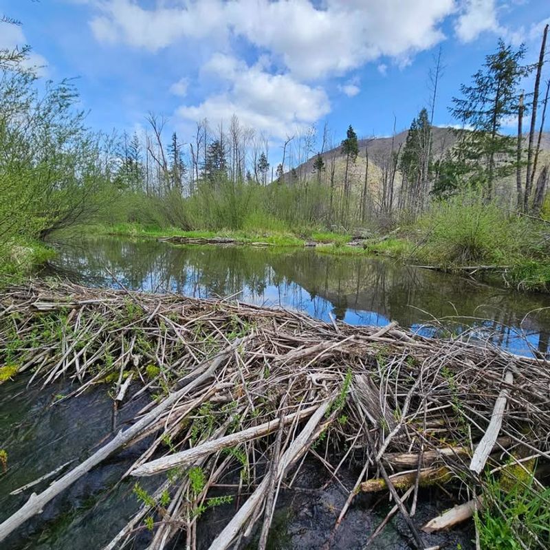 Disturbed Vegetation Along Water Edges