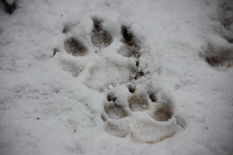 Seasonal Behavior Changes And Evidence Patterns