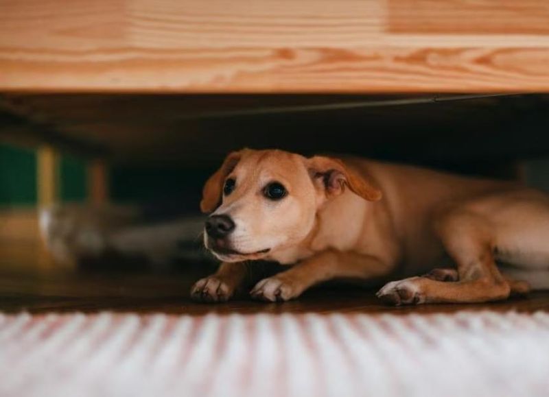 Pets Refusing To Go Outside After Dark