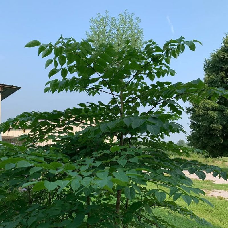 Bird-Dispersed Seeds Aid Expansion