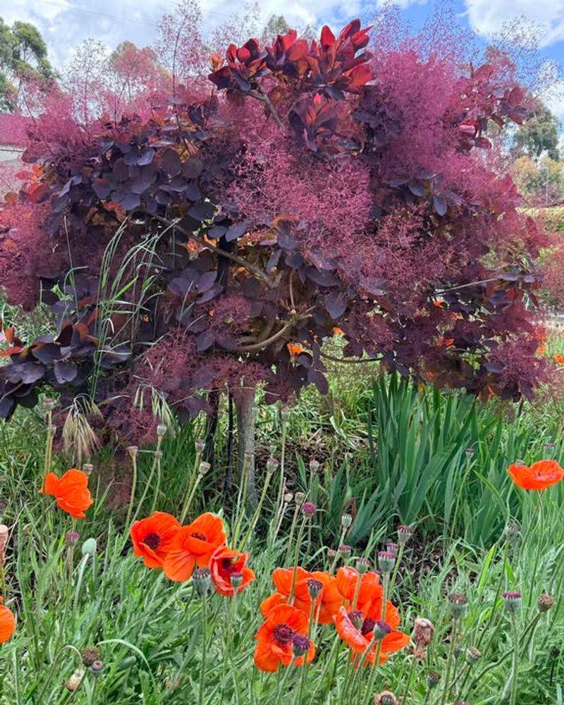 Wispy Smoke-Like Blooms Add Ethereal Garden Drama