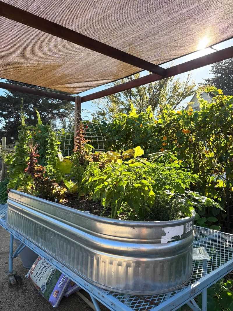 Herb Gardens Near the Kitchen