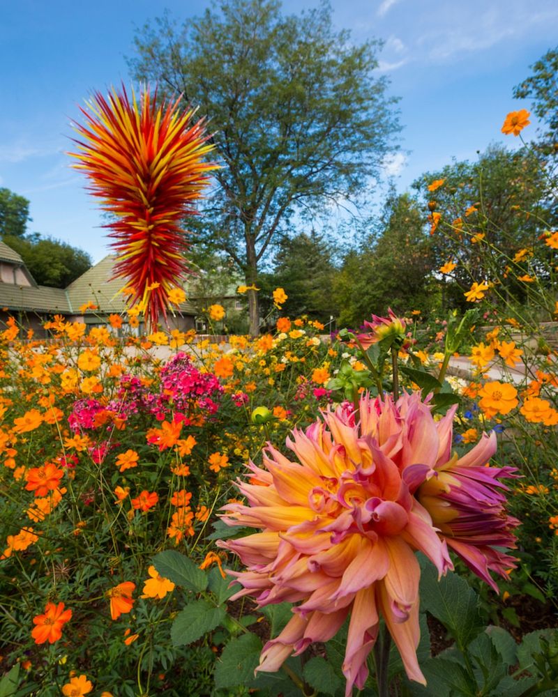Native Colorado Plants Adapted To High Altitude