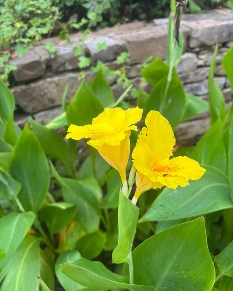 Native Plant Collections Showcasing Arkansas Flora Diversity