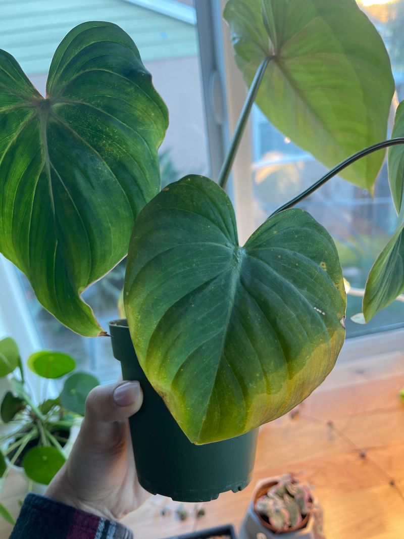 Translucent Or Water-Soaked Patches