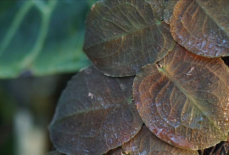 Black Spots On Leaves