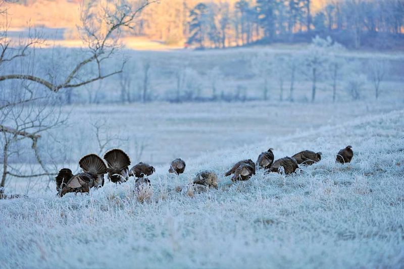 Mild Winters Increase Turkey Survival Rates