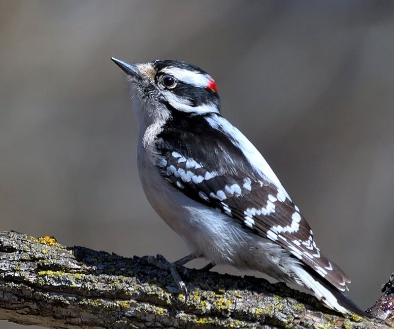 Backyard Feeders Offer High-Energy Winter Fuel