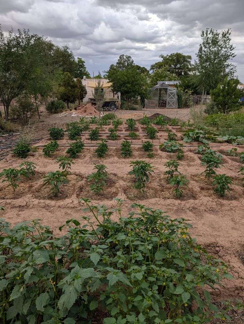 Reduced Dependence On Irrigation Systems