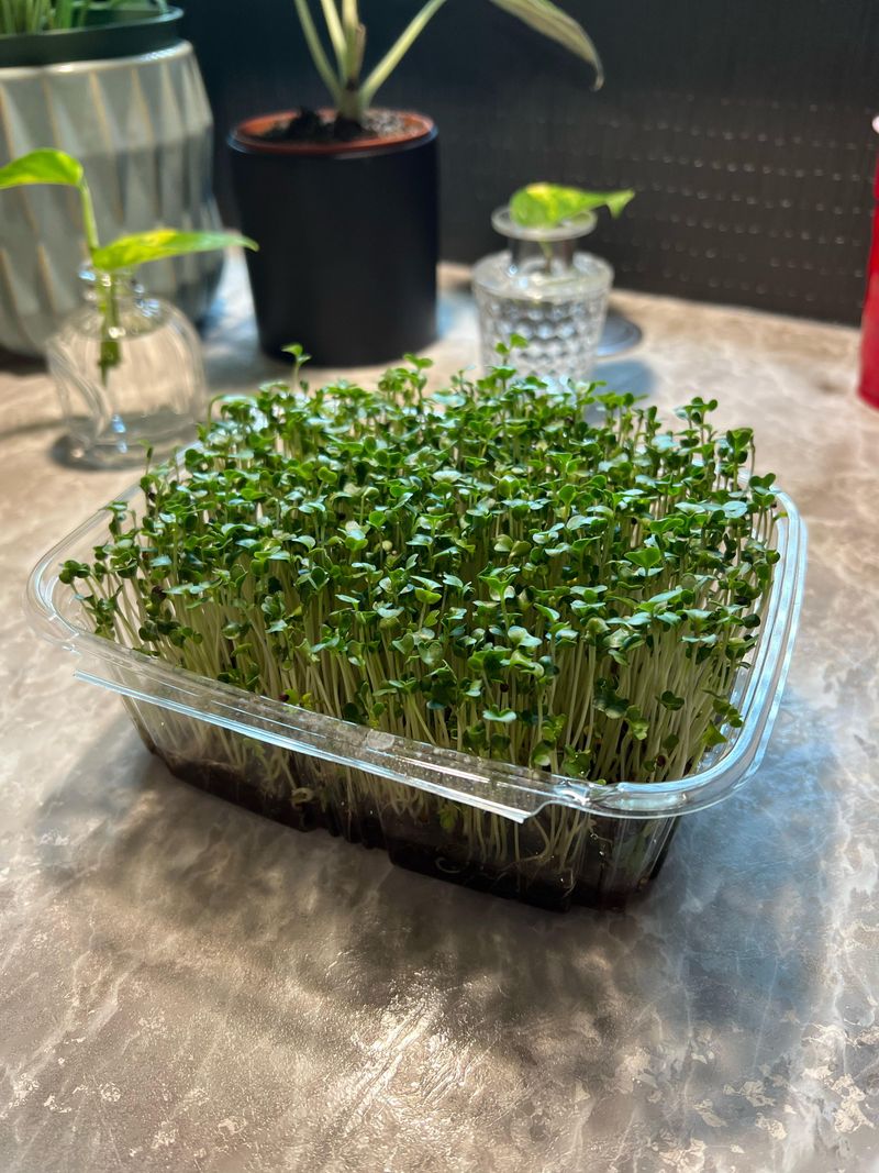 Microgreens Provide Quick Gratification