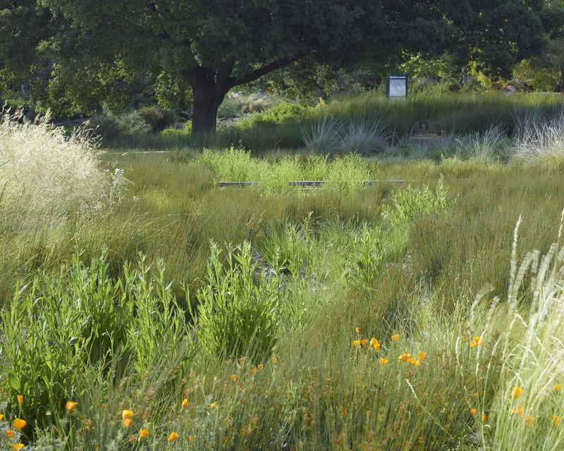 Native Grass Meadows