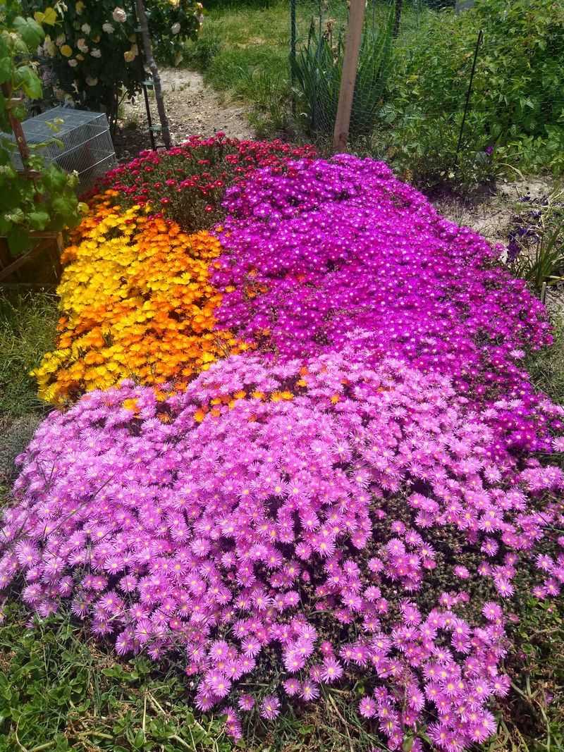 Ice Plant (Delosperma Or Carpobrotus varieties)