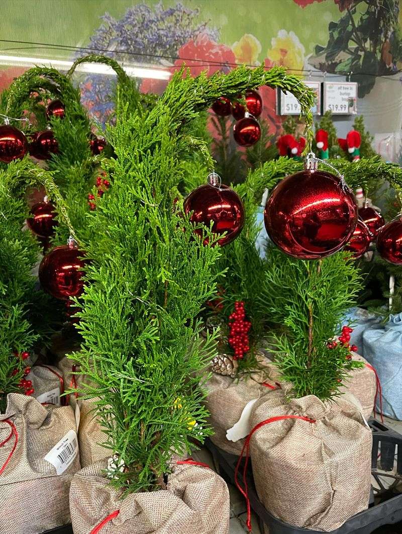 Potted Cypress Trees Flanking Patio Entrances