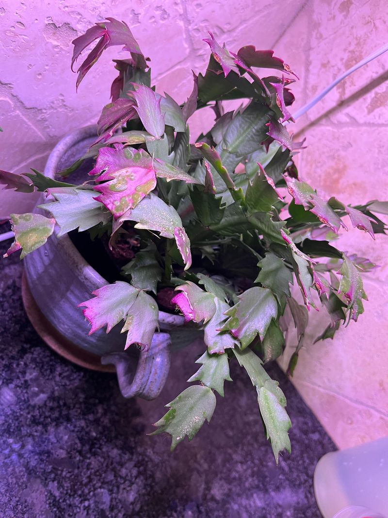 Pest Infestations Weaken Plant Health