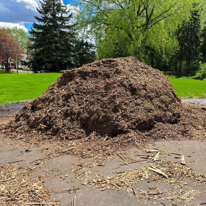 Disturbed Mulch Or Leaf Piles