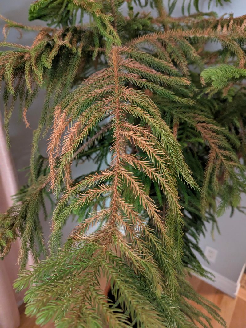 Low Humidity Levels Cause Branch Browning