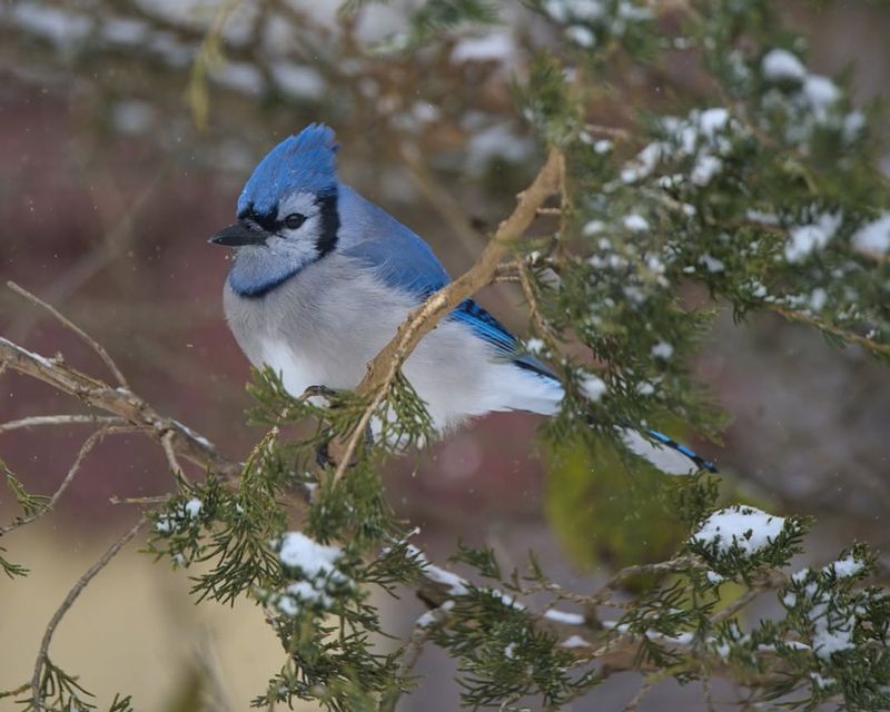 Dense Evergreen Trees