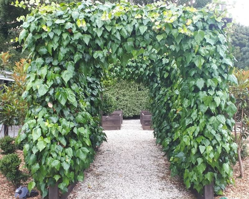 English Ivy