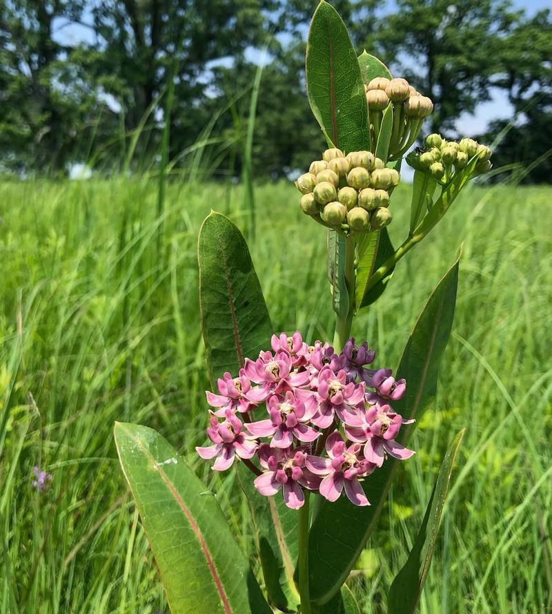 Prairie Milkweed (Asclepias sullivantii var. sullivantii)