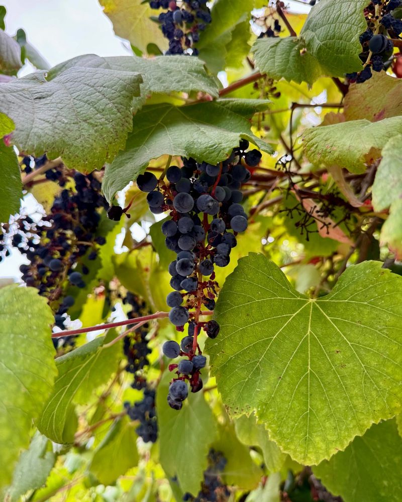 Wild Grape