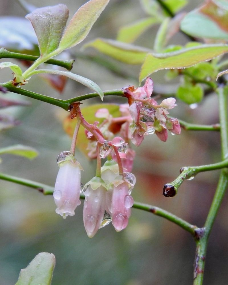 Blueberry (Vaccinium species)