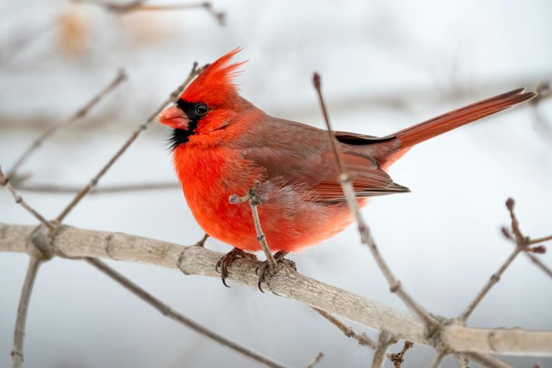 Cardinals Are Non-Migratory Birds Staying Year-Round