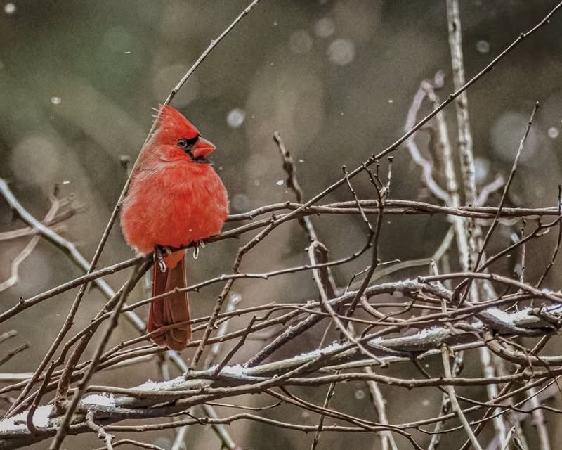 Dense Backyard Cover Offers Protection