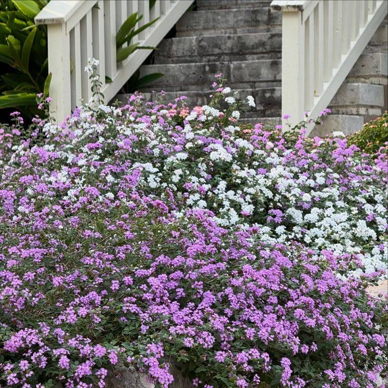 Lantana Border Around the Mailbox