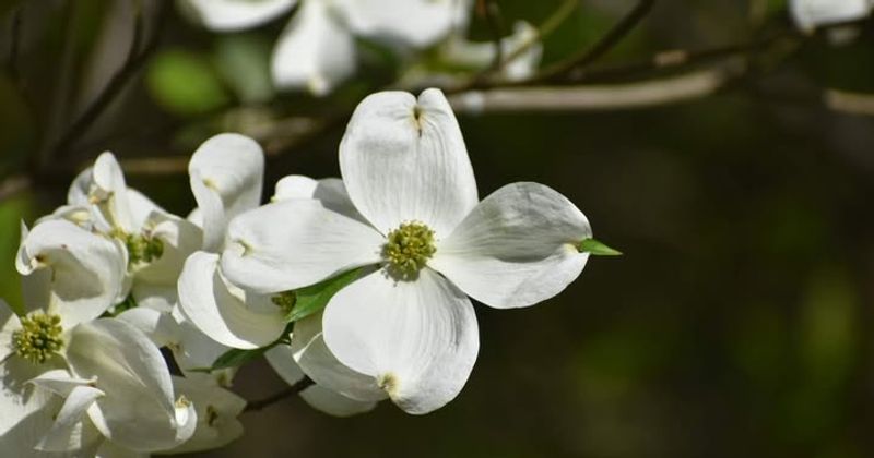 Dogwood