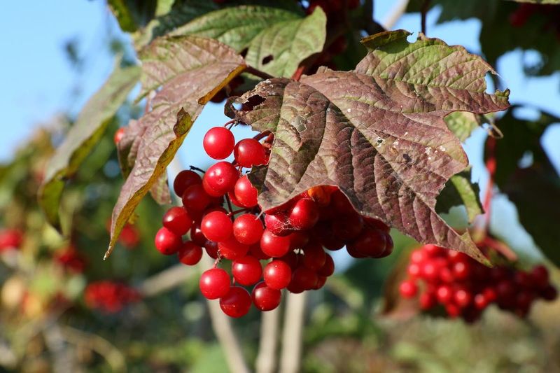 American Cranberrybush