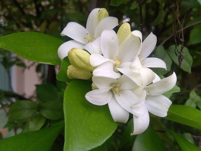 Jasmine Scents Transform Evening Hours