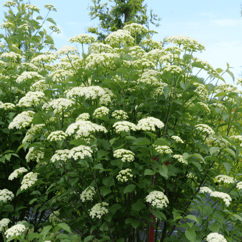 Viburnum Shrubs Offer Multi-Season Food
