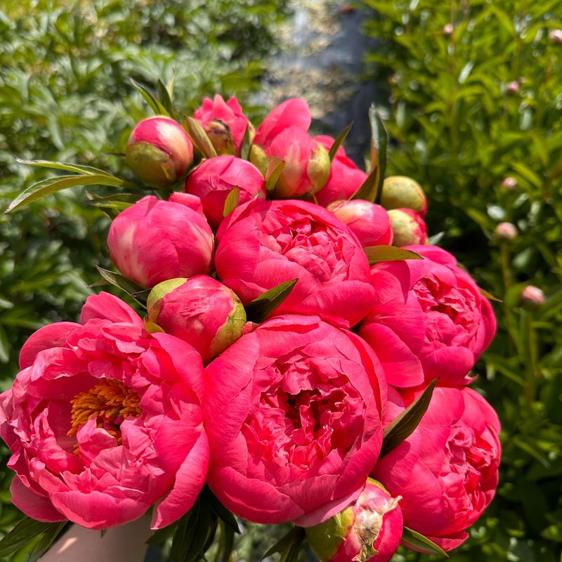 Peonies: The Comfort Seeker
