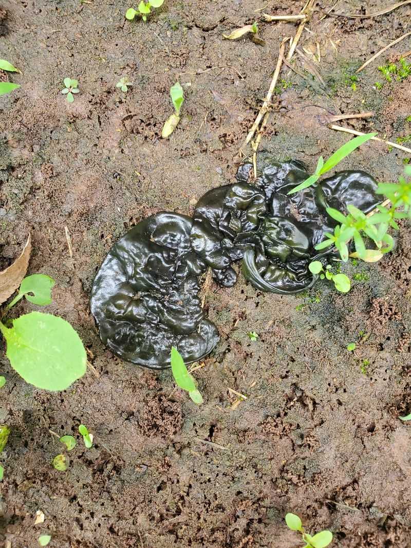 Nostoc Signals That Your Soil Ecosystem Is Active