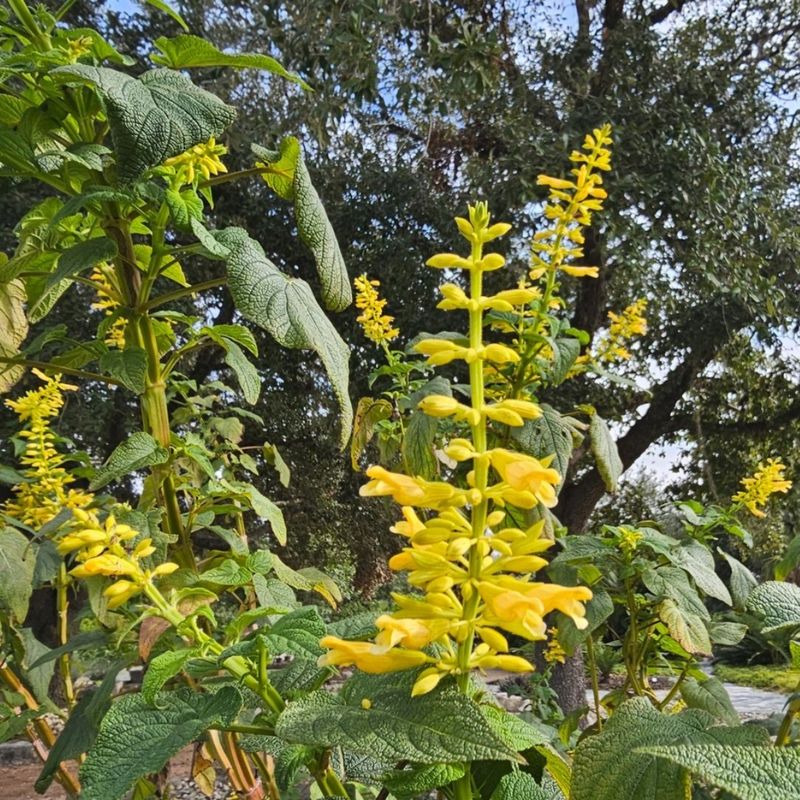 Moonlight Sonata Salvia