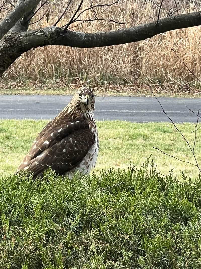 Remove Attractants That Draw Prey Animals