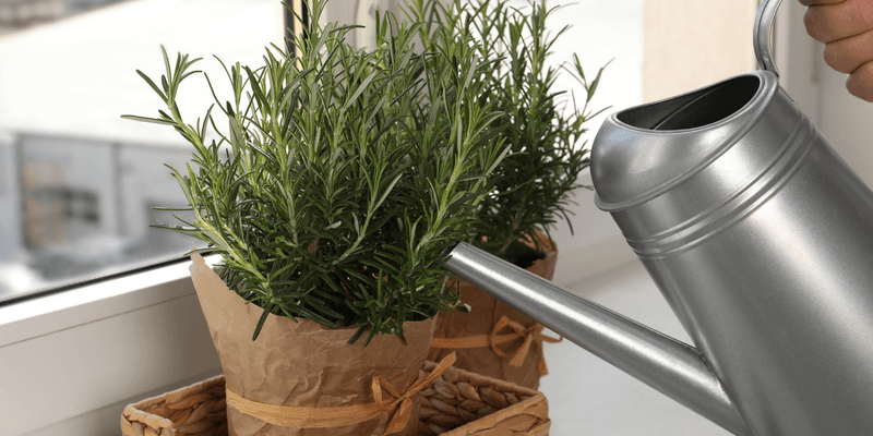 Water Carefully To Match Slower Winter Growth Rates