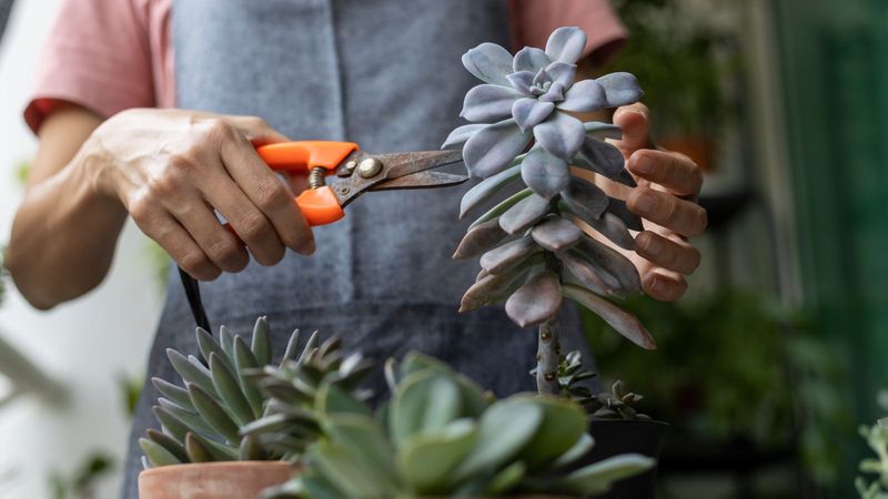 Prune And Propagate Stretched Growth Before Winter Begins
