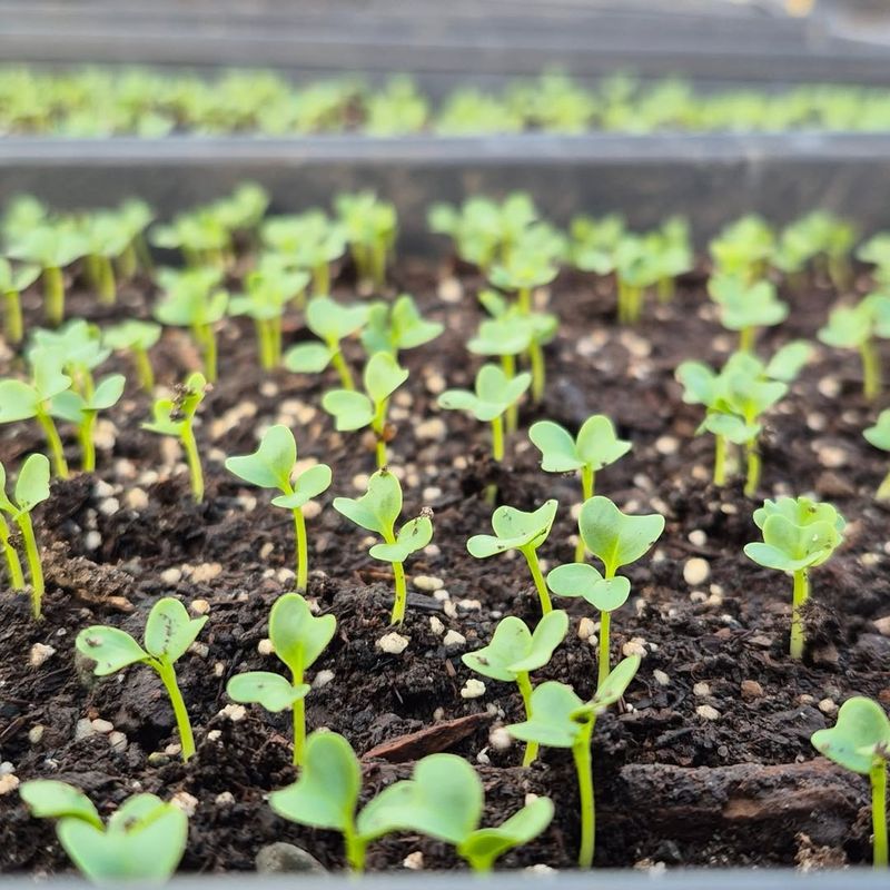 Growers Need More Time to Produce Quality Plants